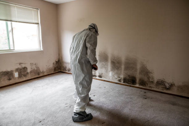 Best Emergency Mold Remediation in Wildwood Lake, TN
